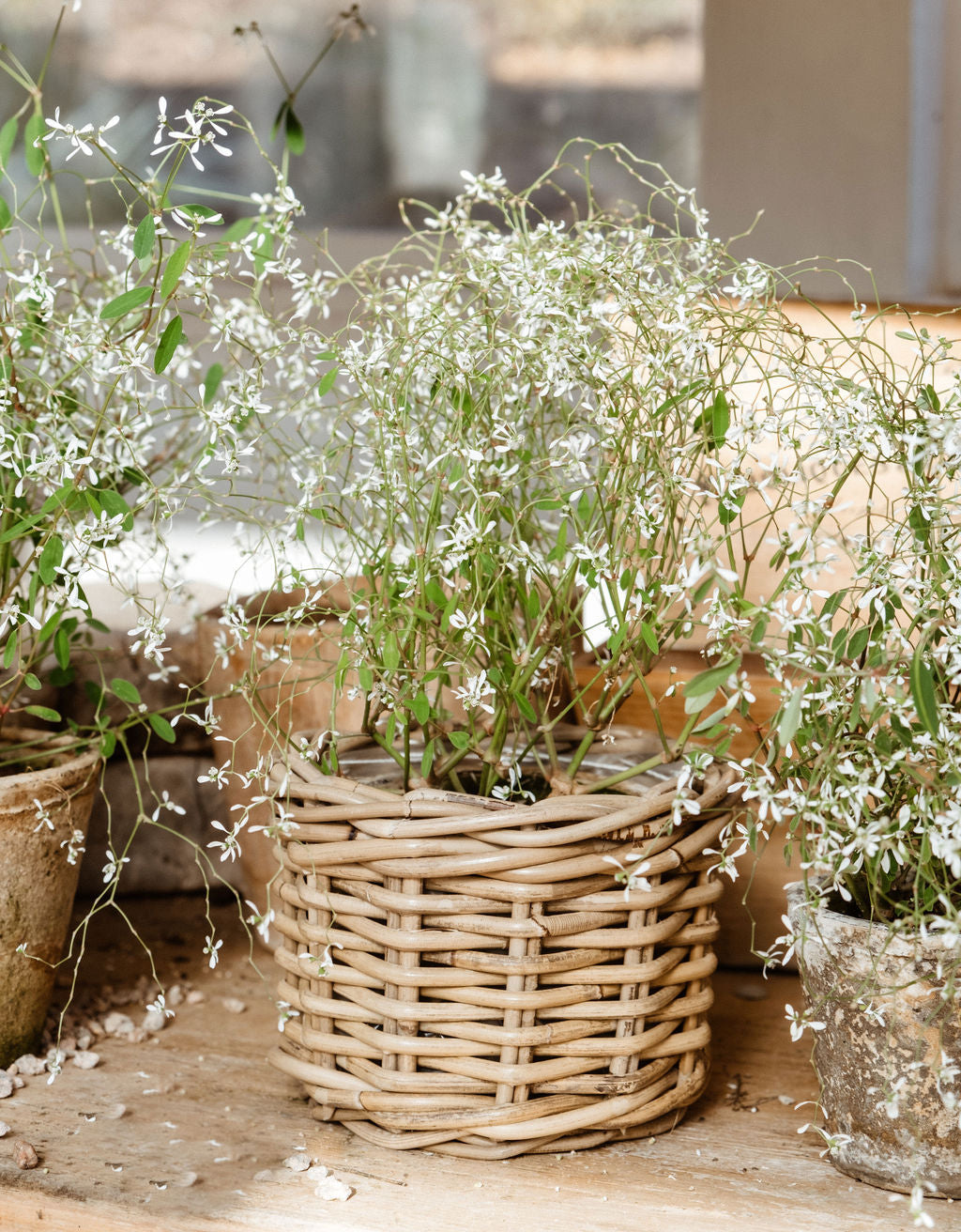 Rattan Flower Pot Basket with Plastic Liner