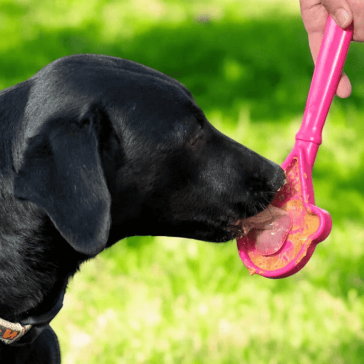 Lick Sticks Interactive Dog Enrichment Toy