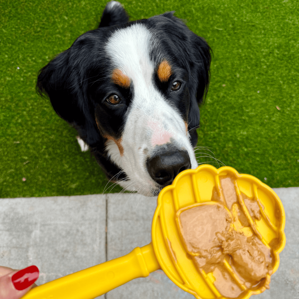 Lick Sticks Interactive Dog Enrichment Toy