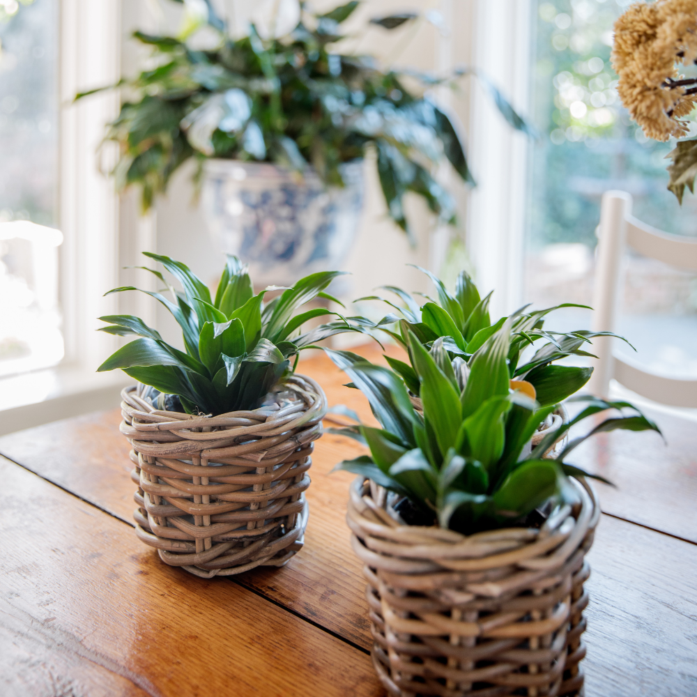 Rattan Flower Pot Basket with Plastic Liner